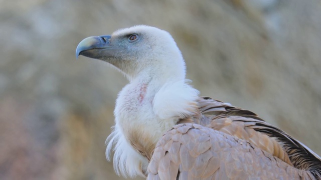 Griffon vulture (Gyps fulvus)是一种大型东半球秃鹫，属于猛禽科。它也被称为欧亚狮鹫。视频素材