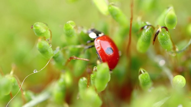 近距离野生动物瓢虫在绿色的草地在森林视频素材