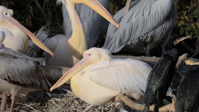 达尔马提亚鹈鹕(Pelecanus crispus)是鹈鹕家族中最大的成员，也许是世界上最大的淡水鸟类，尽管在重量和长度上可以与最大的天鹅媲美。视频素材