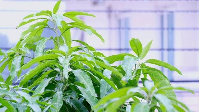 雨落在绿叶和树木上，树叶在风雨中慢慢移动视频素材