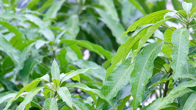 雨落在绿叶和树木上，树叶在风雨中慢慢移动视频素材