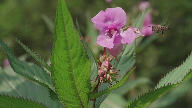 喜马拉雅香脂 + 蜜蜂视频下载