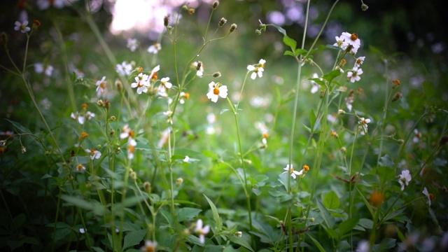 草地上有花视频素材