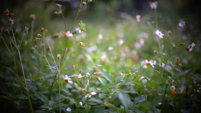 草地上有花视频素材