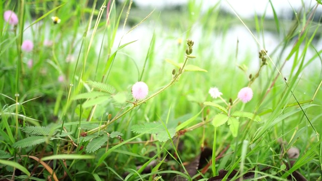 草地上有花视频素材