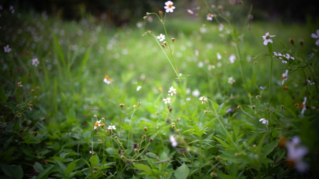 草地上有花视频素材