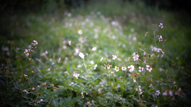 草地上有花视频素材