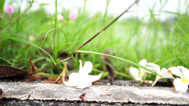 草地上有花视频素材