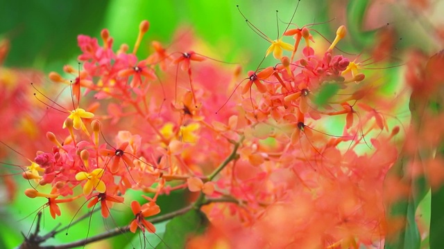 阿育王或萨拉卡或悲伤树花束红色花朵移动和模糊的花园。这些花是作为痰的营养成分吃的。树皮和根被煮成补血药。视频素材