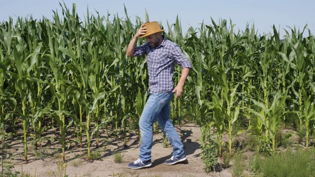 快乐的男农民在玉米地里跳舞。工人庆祝有趣的病毒式舞蹈自由。兴奋庆祝成功，成就舞蹈。有创造力的人成功的快乐的快乐的快乐的。视频素材