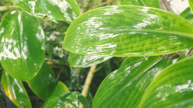 落在绿叶上的季雨。雨滴在树叶。在水湿。雨湿透了。美丽的雨季，特写。自然背景设计视频片段。雨天打雷音效。视频素材