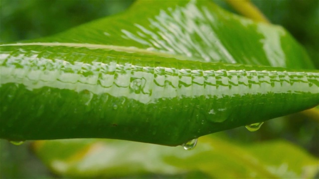 落在绿香蕉叶上的季雨。雨滴在树叶。在水湿。雨湿透了。美丽的雨季，特写。自然背景设计视频片段。雨天打雷音效。视频素材