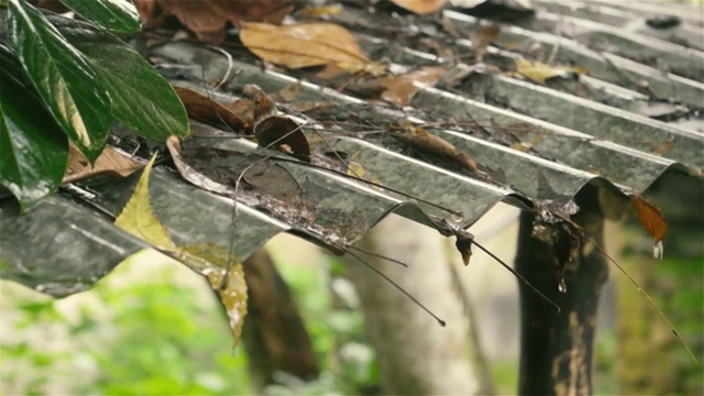 雨水从屋顶上落下。热带夏季季风雨滴从锡屋顶落在小溪流在花园里。雨季有雨天和雨季雷声的音效。大自然的美。近距离视频素材