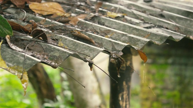 雨水从屋顶上落下。热带夏季季风雨滴从锡屋顶落在小溪流在花园里。雨季有雨天和雨季雷声的音效。大自然的美。近距离视频素材