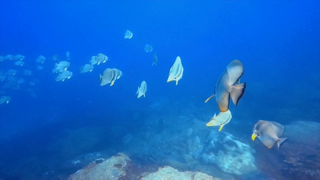 在泰国海域，一群蝙蝠鱼优雅地和潜水员一起游泳。视频素材