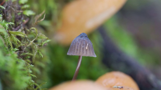 近距离观察爱沙尼亚的红色小蘑菇视频素材