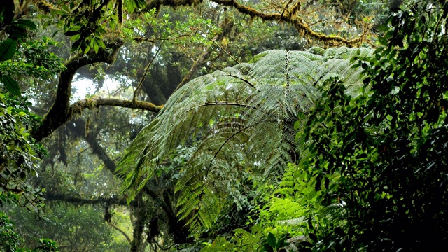 哥斯达黎加Monteverde云雾森林:在雨中，云雾弥漫，苔藓覆盖了林木线。视频素材