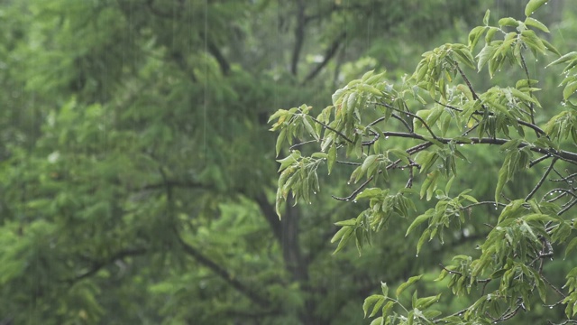 在雨中，美丽的树木长着绿叶。视频素材