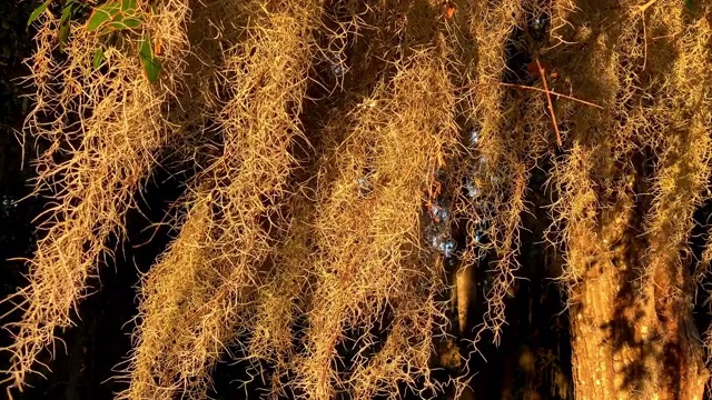 西班牙苔藓在风中吹拂的特写视频素材