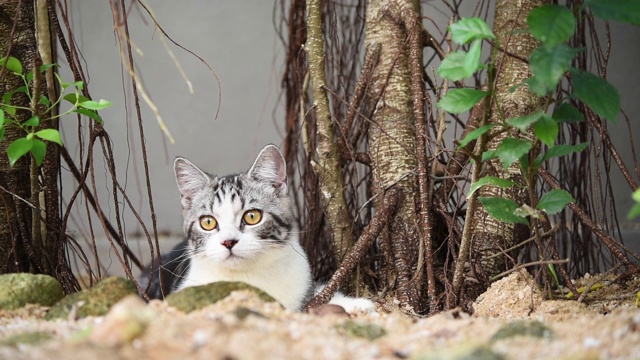 虎斑猫在户外绿色花园的沙子上玩耍视频素材