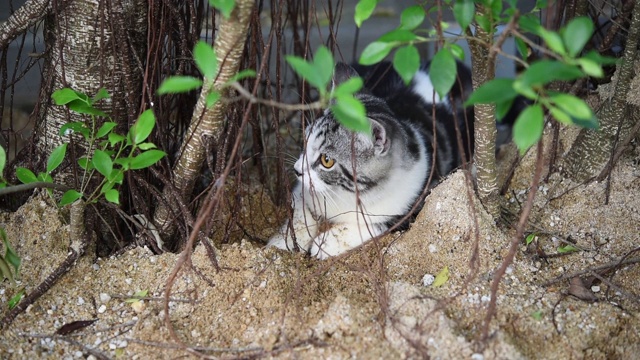 虎斑猫在户外绿色花园的沙子上玩耍视频素材