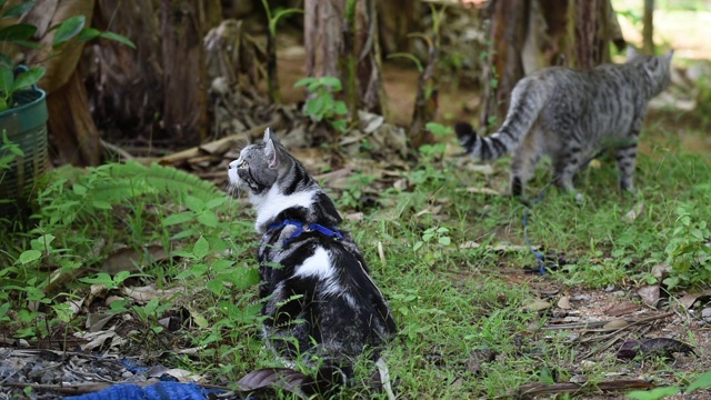 虎斑猫在绿色的花园外面玩耍视频素材