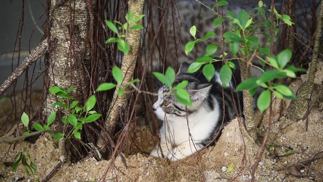 虎斑猫在绿色的花园外面玩耍视频素材