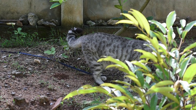 虎斑猫在绿色的花园外面玩耍视频素材