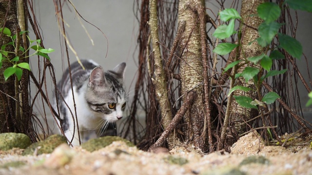 虎斑猫在户外绿色花园的沙子上玩耍视频素材