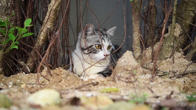 虎斑猫在户外绿色花园的沙子上玩耍视频素材