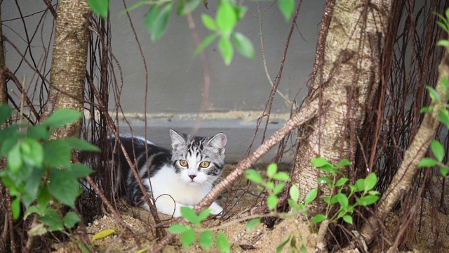 虎斑猫在绿色的花园外面玩耍视频素材