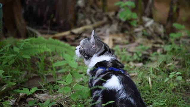 虎斑猫在绿色的花园外面玩耍视频素材