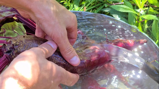 一个男人在盆里洗甜菜，阳光在水面上反射出美丽的光芒视频下载