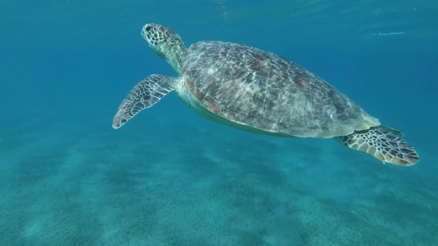 小海龟在蓝色的水中游上来，呼吸一下，然后潜到海底。绿海龟(Chelonia mydas)和鮣鱼(Echeneis naucrates)，红海，埃及视频素材