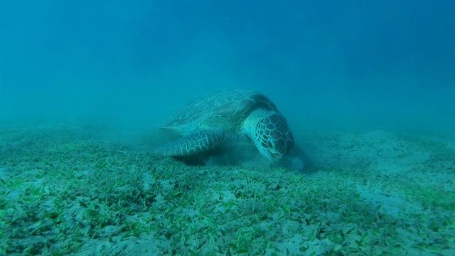 正面肖像的小海龟坐在沙底，急切地吃绿色的海草。绿海龟(Chelonia mydas)，埃及红海视频素材