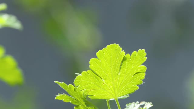 蜻蜓坐在一个树枝上，野生甲虫在自然界，夏天春天多彩的宏观野生动物视频素材