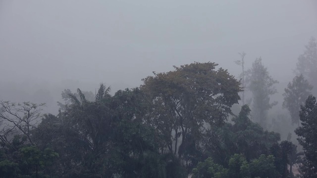 大雨在树木和森林，风暴和雨季。视频素材