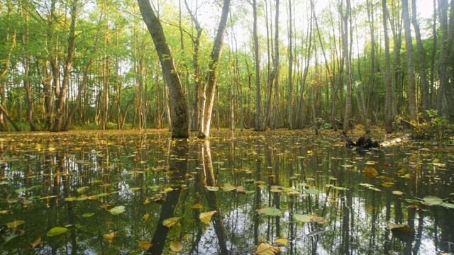 林间水景神秘镜池，河狸回水视频素材