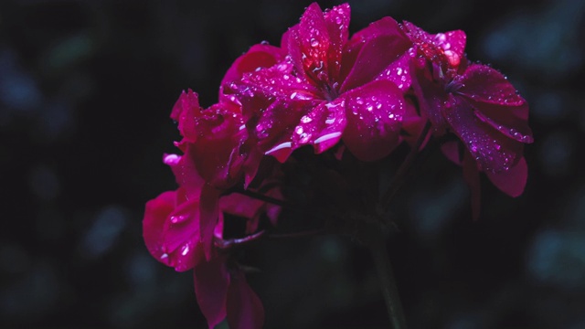 紫色庭园花天竺葵(天竺葵)上的雨与雨滴紧密结合自然背景视频素材