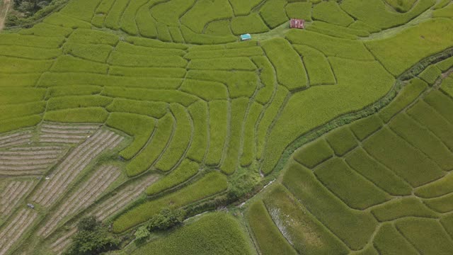 鸟瞰图农业在水稻田的耕作，农业土地与绿色的农村，农业概念种植水稻植物在泰国清迈省。自然航拍镜头视频素材