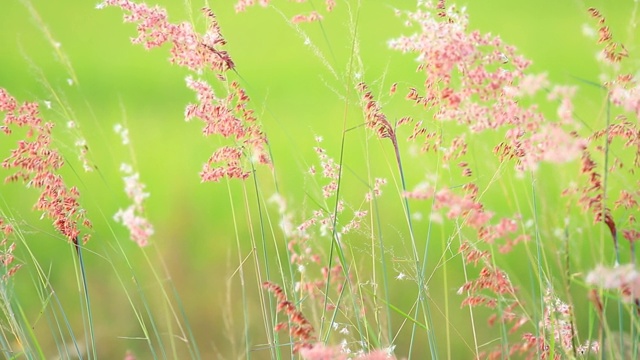 草地上有花视频素材