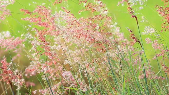 草地上有花视频素材