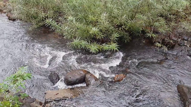 水流在热带雨林的小溪中。视频素材