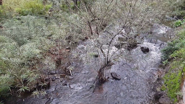 水流在热带雨林的小溪中。视频素材