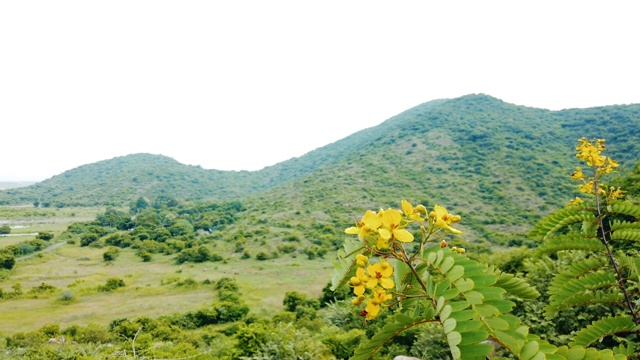 可爱的黄花在山前视频素材