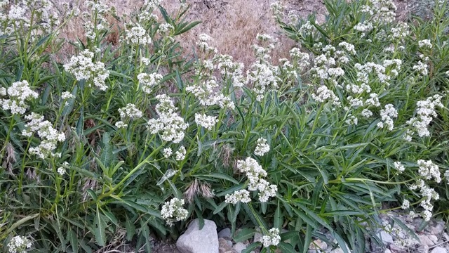 毛萼开花-圣贝纳迪诺MTNS - 060920 v a视频素材