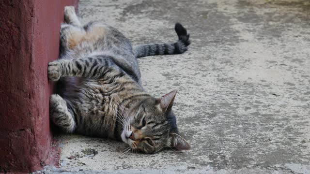 条纹猫靠墙躺着。视频素材