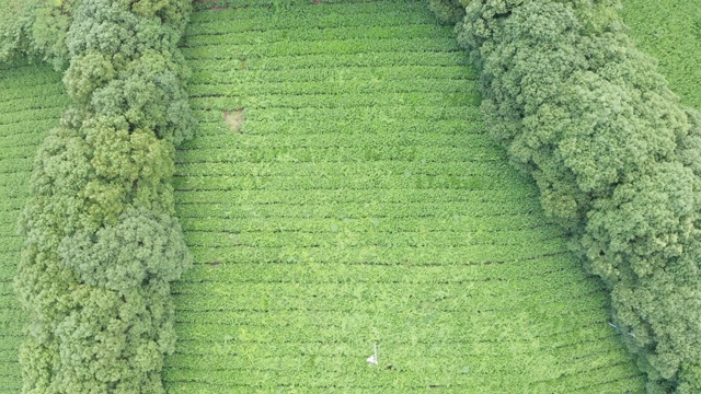 绿茶园鸟瞰图视频素材