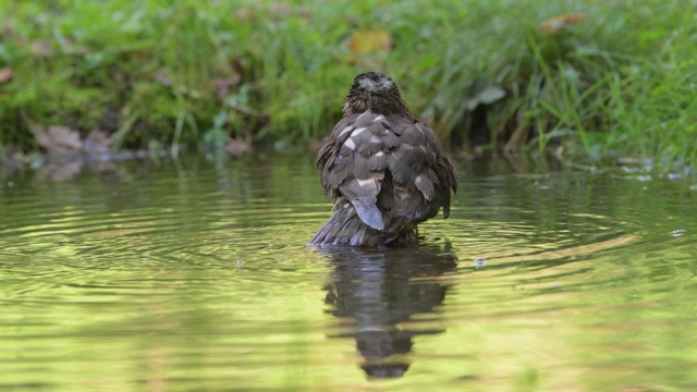 Sparrowhawk洗视频素材