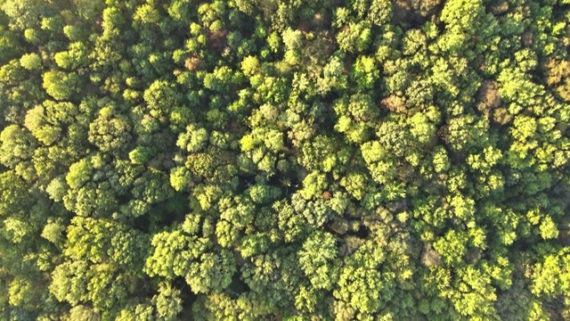 落叶林在秋天的顶部，秋天的森林自然空中顶视图与色彩斑斓的树木明亮的黄色树叶。视频素材